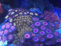In2Deep Corals image 3